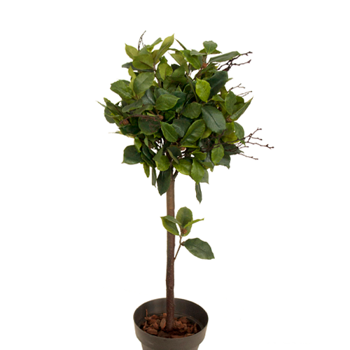 LAUREL AROMATICO H200 CM APROX. / BOL