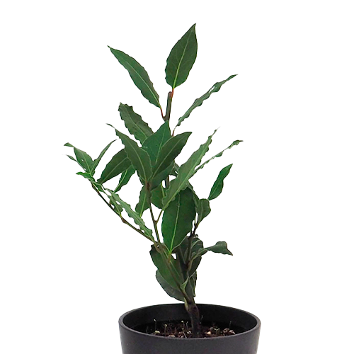 LAUREL AROMATICO H50 CM APROX. / BOL