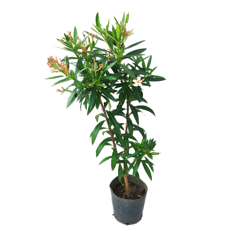 LAUREL DE FLOR ADELFA H125 CM APROX. / BOL