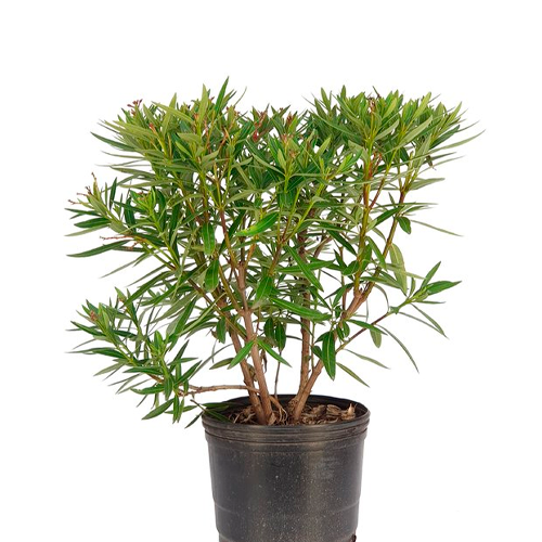 LAUREL DE FLOR ENANO H25 CM APROX. / BOL