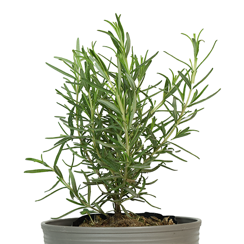 LAVANDA H50 CM APROX. / BOL