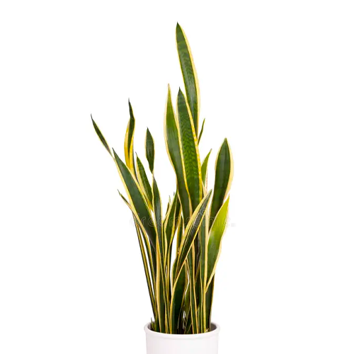 LENGUA GIGANTE H50 CM APROX. / BOL