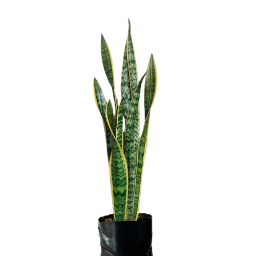 LENGUA JASPEADA H50 CM APROX. / BOL