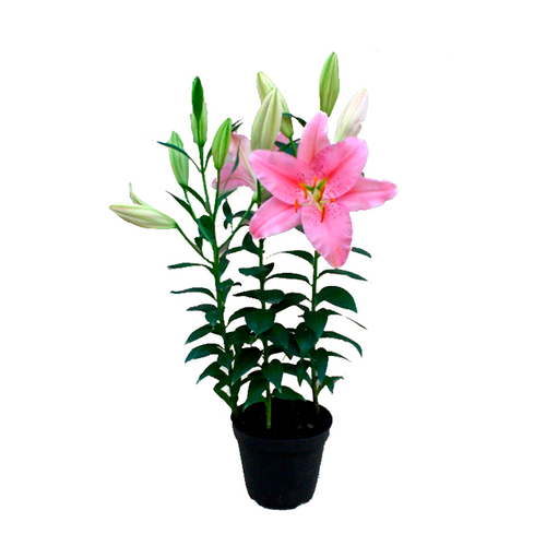 LILIUM DE COLORES H50 CM APROX / BOL