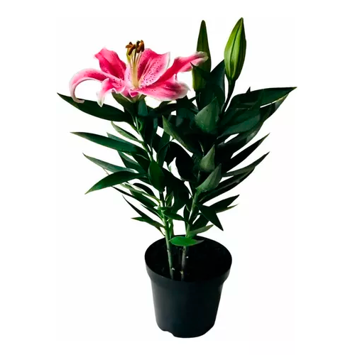 LILIUM PERFUMADO H50 CM APROX. / BOL