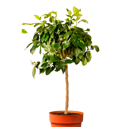 LIMA OMATEÑA H100 CM APROX. / BOL