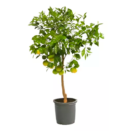 LIMON SUTIL H100 CM APROX. / BOL