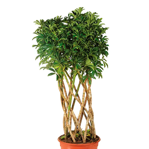 LUCIANA H50 CM APROX. / BOL