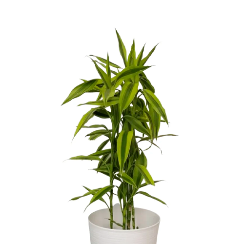 LUCKY BAMBOO H75 CM APROX. / BOL
