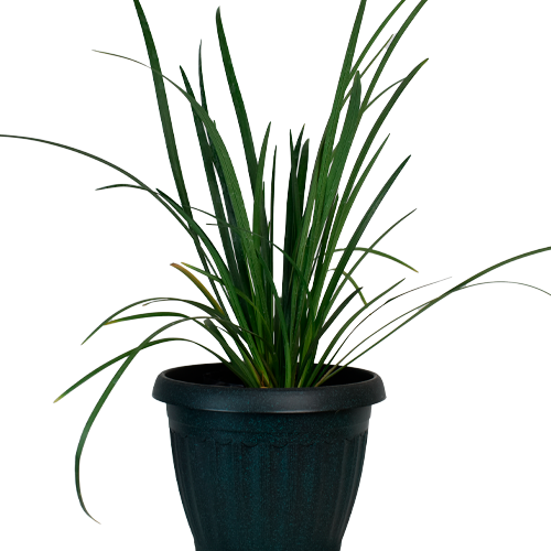 LUVIOPE VERDE H50 CM APROX. / BOL