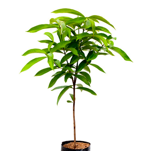 MANZANA DELICIA H100 CM APROX. / BOL