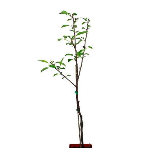 MANZANA PACHACAMAC H120 CM APROX. / BOL