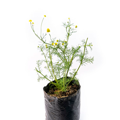 MANZANILLA H25 CM APROX. / BOL