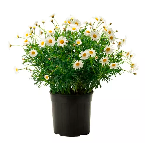 MARGARITA GIGANTE AMARILLA H25 CM / BOL