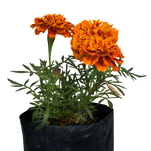 MARIGOLD ENANO LIMA H25 CM APROX. / BOL