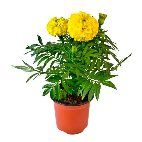 MARIGOLD GIGANTE H25 CM APROX. / BOL