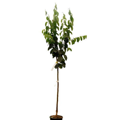 MEMBRILLO H150 CM APROX. / BOL