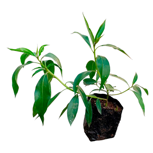 MIOPORO H50 CM APROX. / BOL