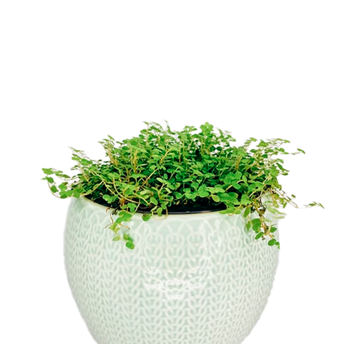 MOSQUITA VERDE H25 CM APROX. / BOL