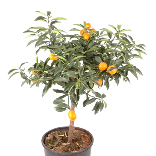 NARANJITA CHINA H25 CM APROX. / BOL