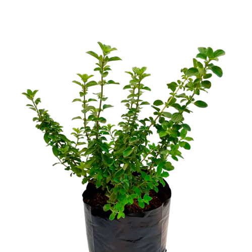 OREGANO LIMA H25 CM APROX. / BOL
