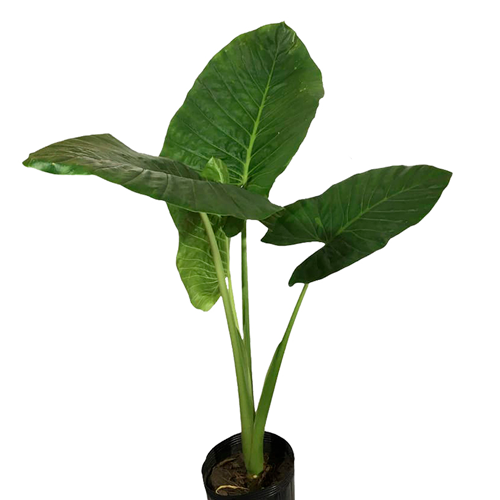 OREJA DE ELEFANTE H60 CM APROX. / BOL