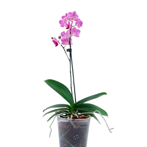 ORQUIDEA H50 CM APROX. / M - PLA