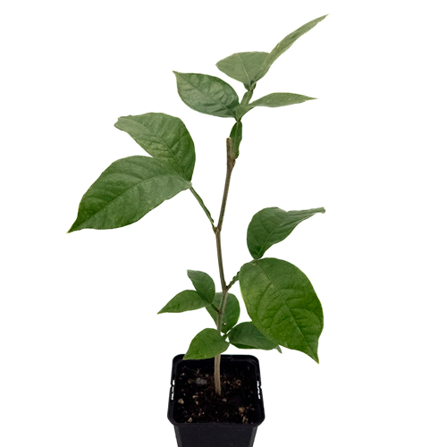 PACAY H125 CM APROX. / BOL