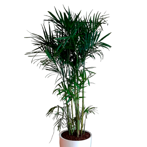 PALMERA BAMBU ORIGINAL H100 CM APROX. / BOL