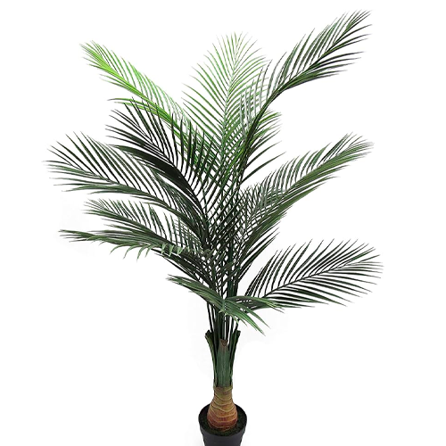 PALMERA BOTELLA REAL H200 CM APROX. / BOL