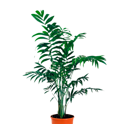 PALMERA CHAMORREA H100 CM APROX. / BOL