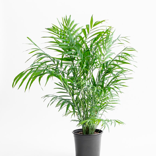 PALMERA CHAMORREA H50 CM APROX. / BOL