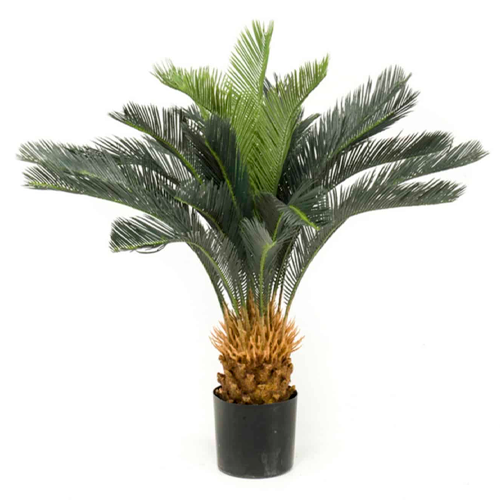 PALMERA CICA H75 CM APROX. / BOL