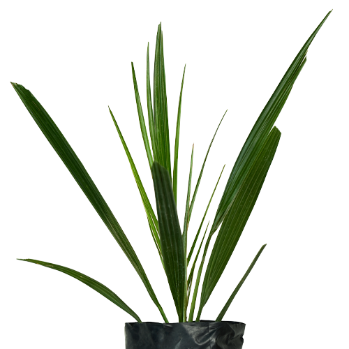 PALMERA FENIX H25 CM APROX. / BOL