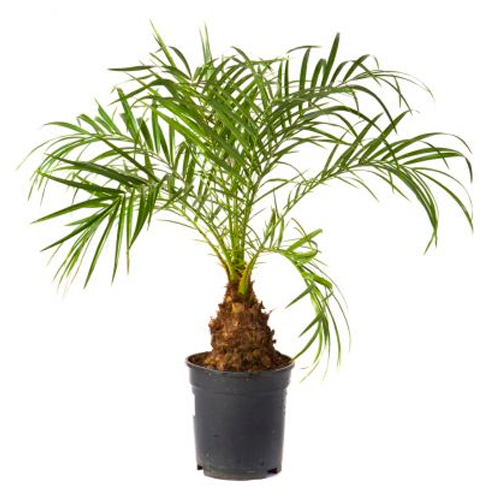 PALMERA RUBELINA CON PENACHO H100 CM APROX. / BOL