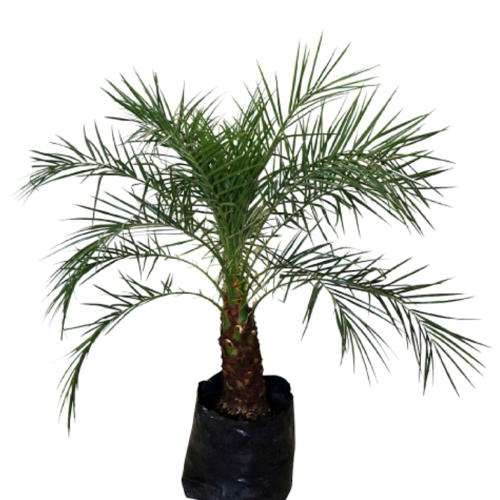 PALMERA RUBELINA H100 CM APROX. / BOL