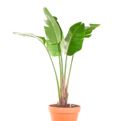 PALMERA VIAJERA H100 CM APROX. / BOL