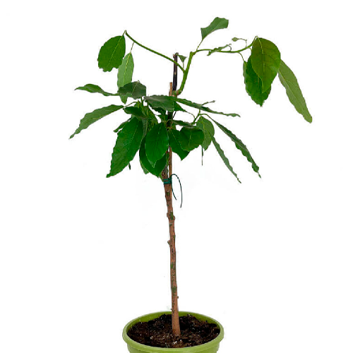 PALTA FUERTE H100 CM APROX.
