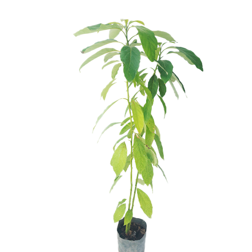 PALTA HASS H175 CM APROX. / BOL