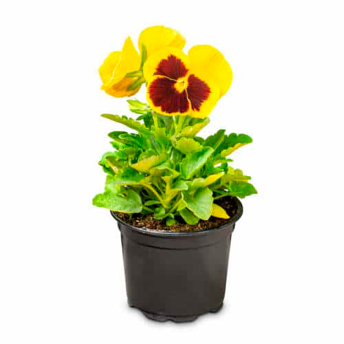 PENSAMIENTO ENANO (VIOLA) H25 CM APROX. / BOL