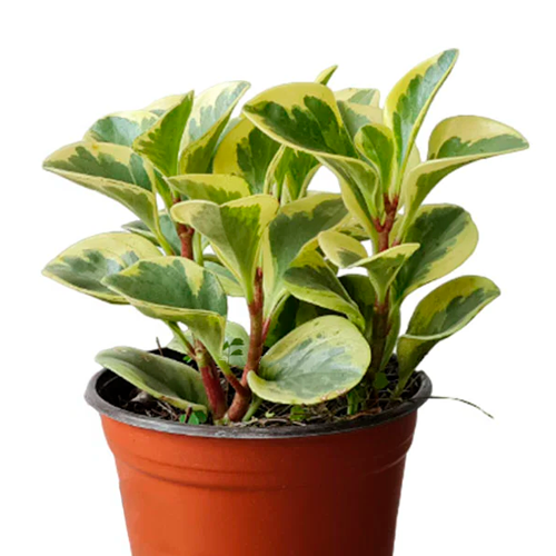 PEPERONIA BLANCA/VERDE H25 CM APROX / M - PLA
