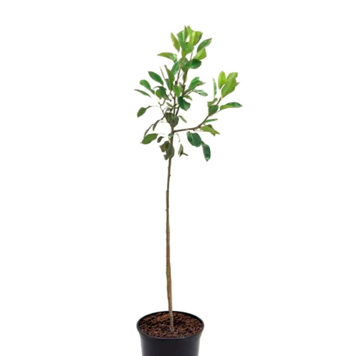 PERA H100 CM APROX. / BOL