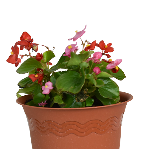 PETUNIA H25 CM APROX. / BOL