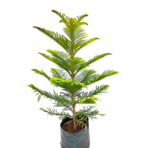 PINO ARAUCARIA H100 CM APROX. / BOL