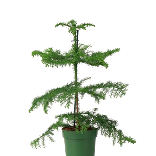 PINO ARAUCARIA H25 CM APROX. / BOL