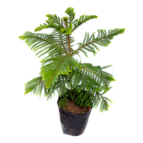 PINO RADIATA H25 CM APROX. / BOL