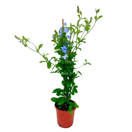 PLUMBAGO H50 CM APROX. / BOL