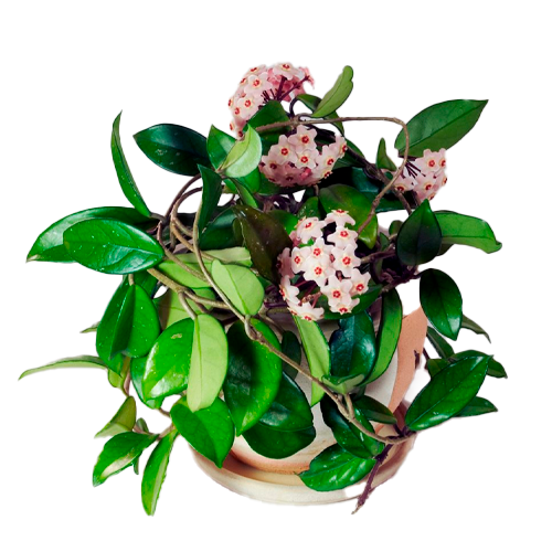 PORCELANA ENREDADERA H25 CM APROX. / BOL