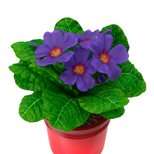 PRIMOLA H25 BOL CM APROX. / BOL