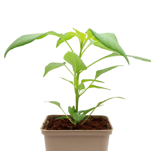 ROCOTO H25 CM APROX. / BOL